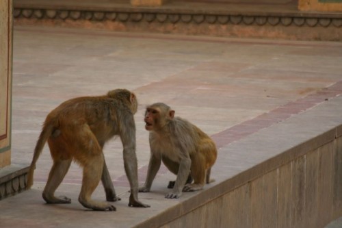 Monkey_Suriya_Temple