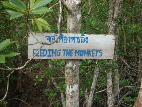 Monkey. Phuket