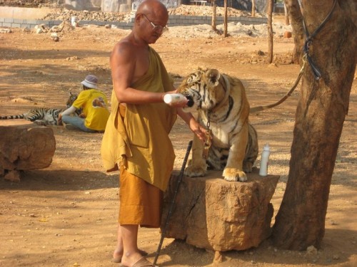 Tiger_and_Monk