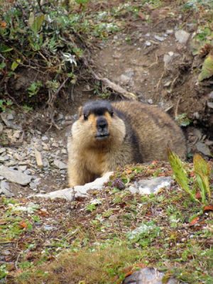 Himalayan_Marmot